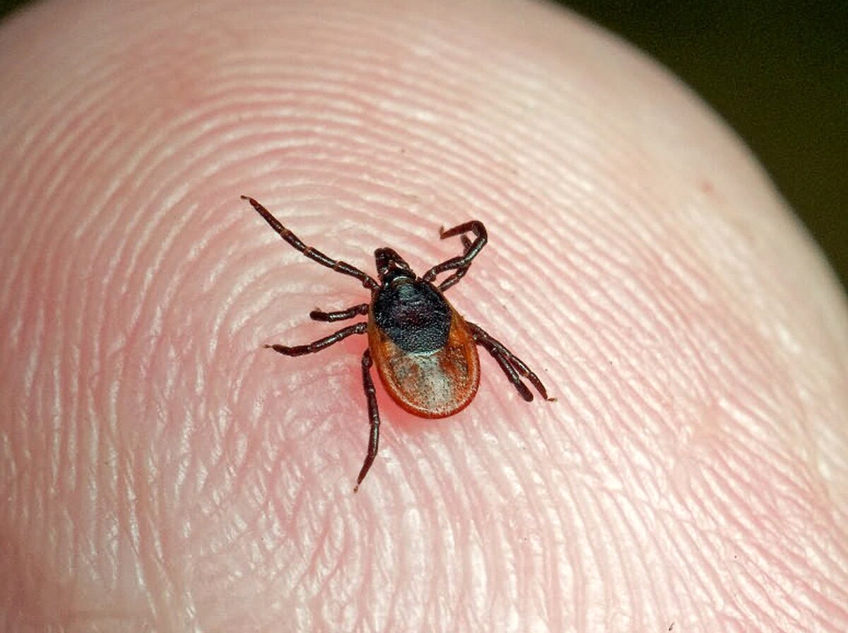 фото с ресурса Яндекс картинки