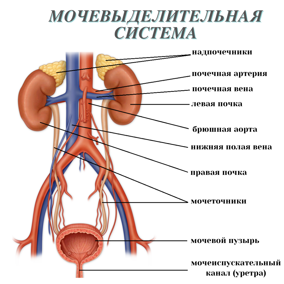 Строение мочевыводящей системы. Анатомия мужского органа. Семенники у мужчин строение. Экскреты это.