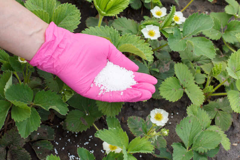 Удобрения. (Фото используется по стандартной лицензии ©ogorodnye-shpargalki.ru)