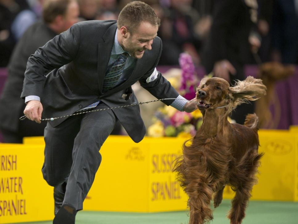 Выставка собак, все фото для статьи взяты из открытых источников интернета