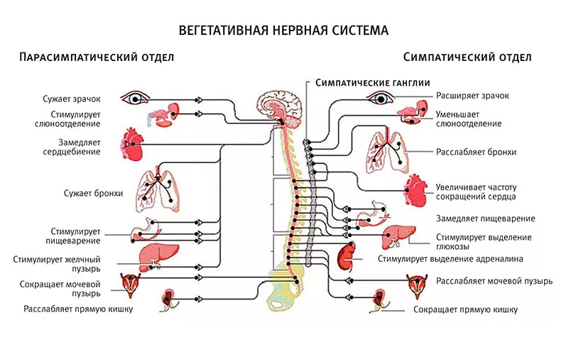 Какие функции выполняет симпатический отдел нервной системы замедляет сокращения стенок кишечника