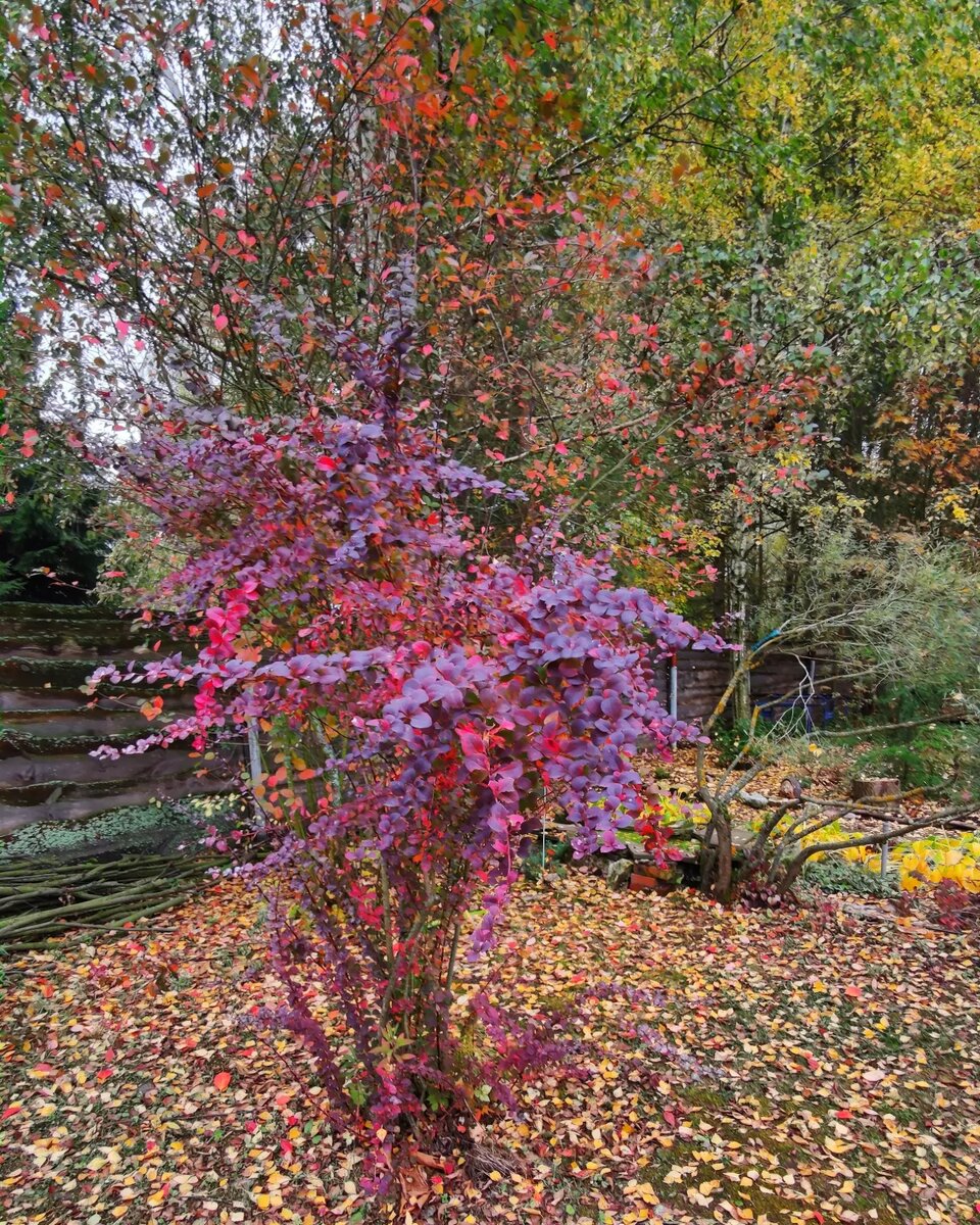 Барбарис полыхает огнем