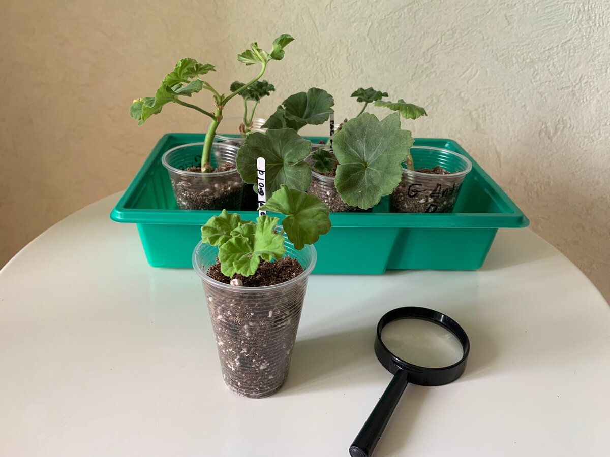 Вы уже начали укореняться? Где же ваши корни? Я хочу увидеть корни!