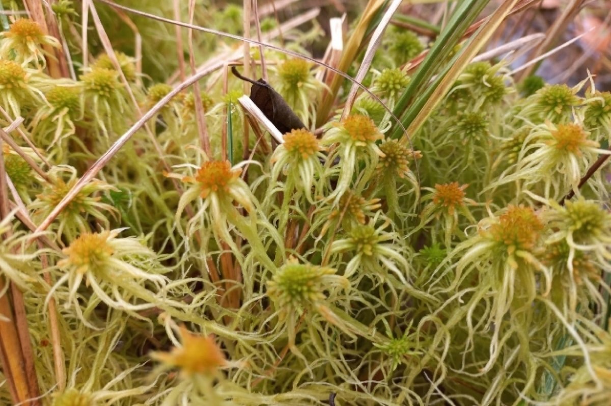    Тульские специалисты исследуют удивительные болота региона