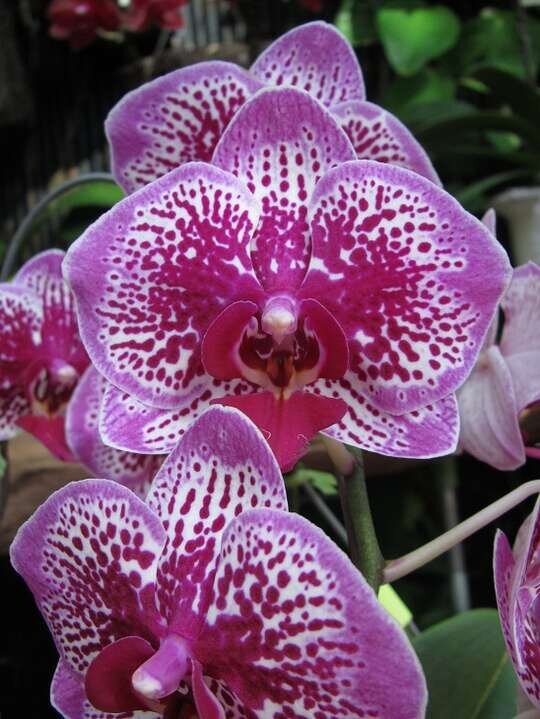 Орхидея мини Леопард принц 