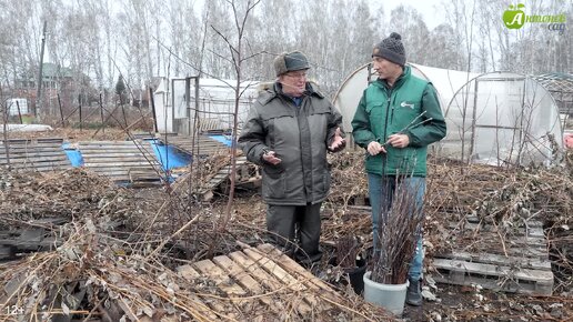 ЭТО НУЖНО ЗНАТЬ при заготовке и хранении черенков для прививки. Когда заготавливать черенки для прививки