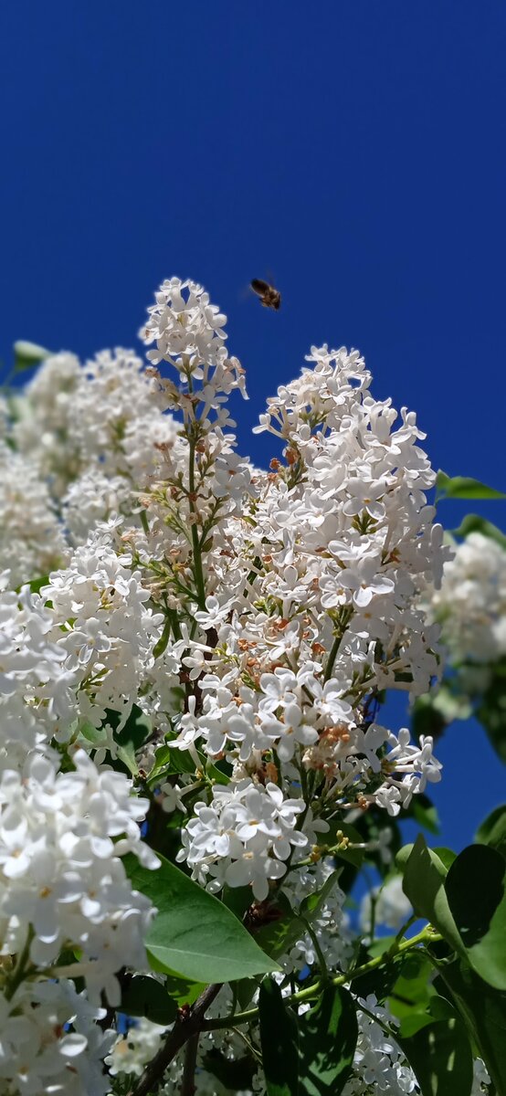 Не синяя сирень, но фон какой шикарный! 