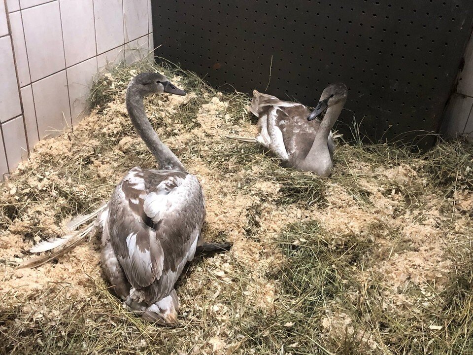     У лебедей был порок «ангельские крылья». Фото: Зоопарк Удмуртии @club_udm_zoo