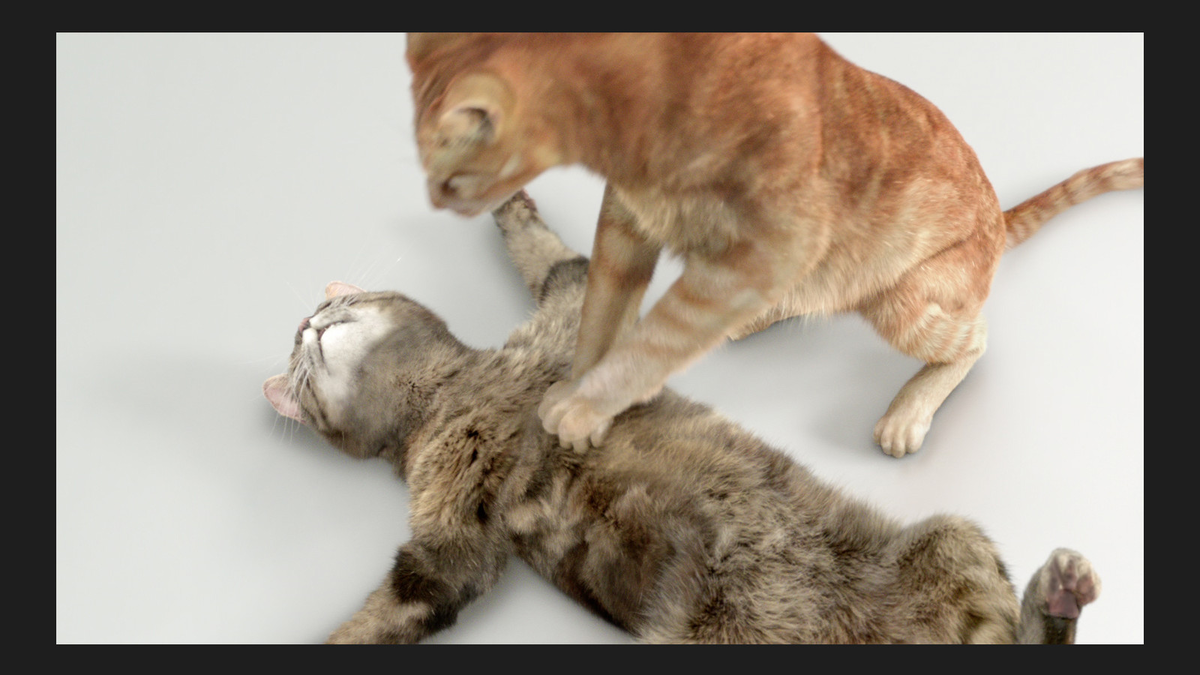 Из открытых источников Яндекс