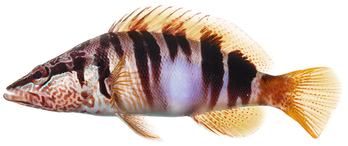 Serranus scriba