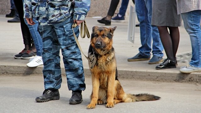    Собака Анна Рыжкова © ИА REGNUM