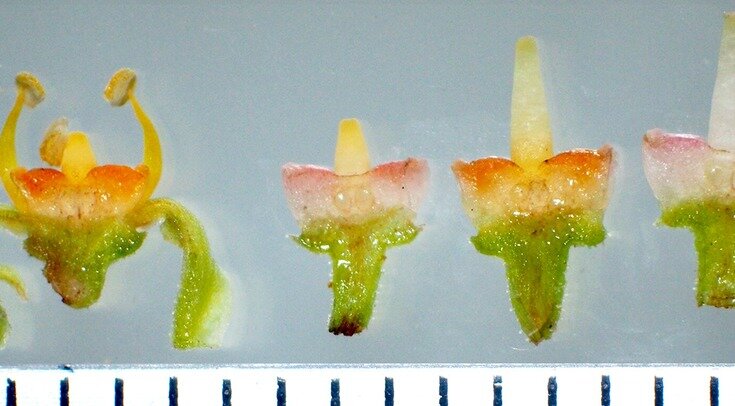   Hirokazu Tsukaya et al. / Scientific Reports, 2022