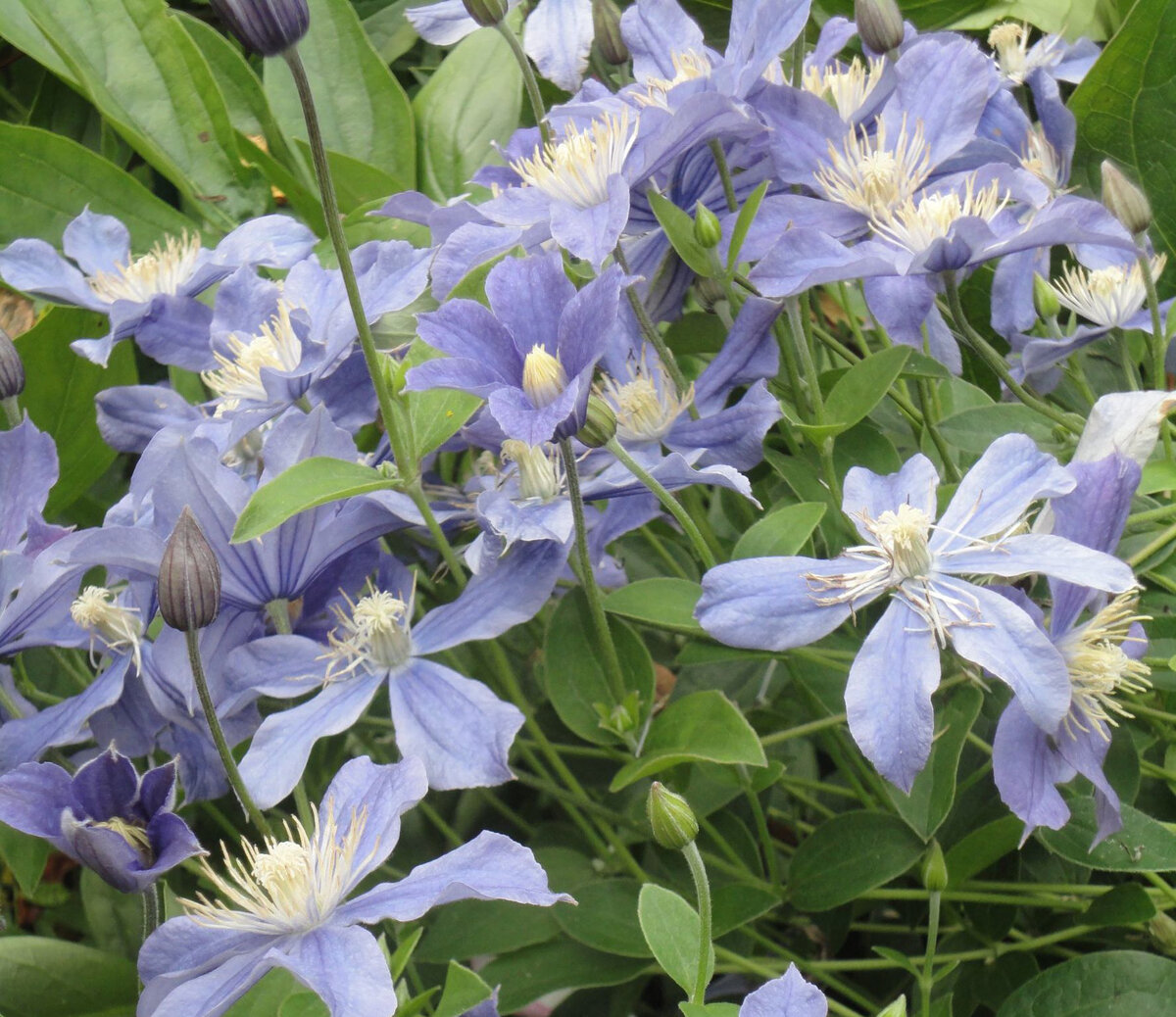 Интегрифолия клематис