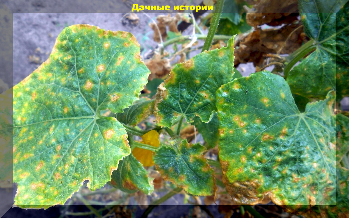 https://vk.com/photo-159774511_457257454. Пероноспороз