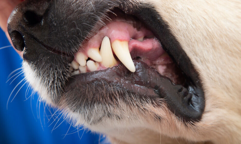    В Губкинском жители 7-го микрорайона жалуются на бродячих собак во дворах