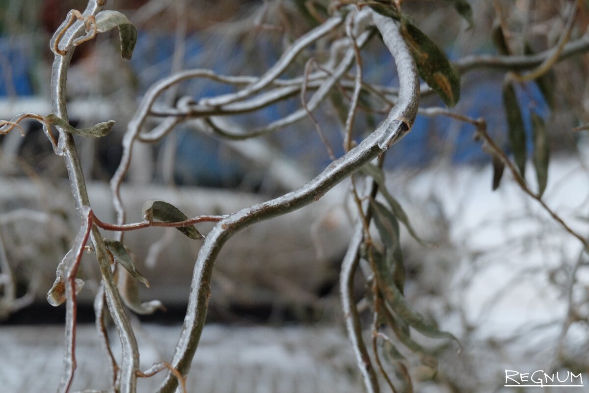    Ледяной дождь Наталья Стрельцова © ИА REGNUM