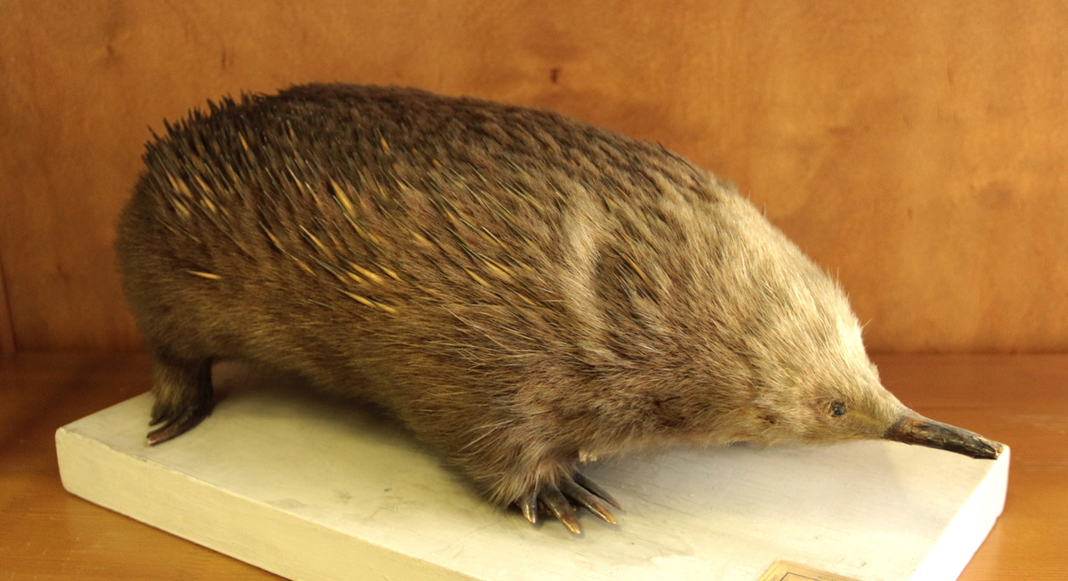 Австралийская ехидна Tachyglossus aculeatus Экспонат Зоологического музея и гербария им. Э.А.Эверсмана, 1838г.