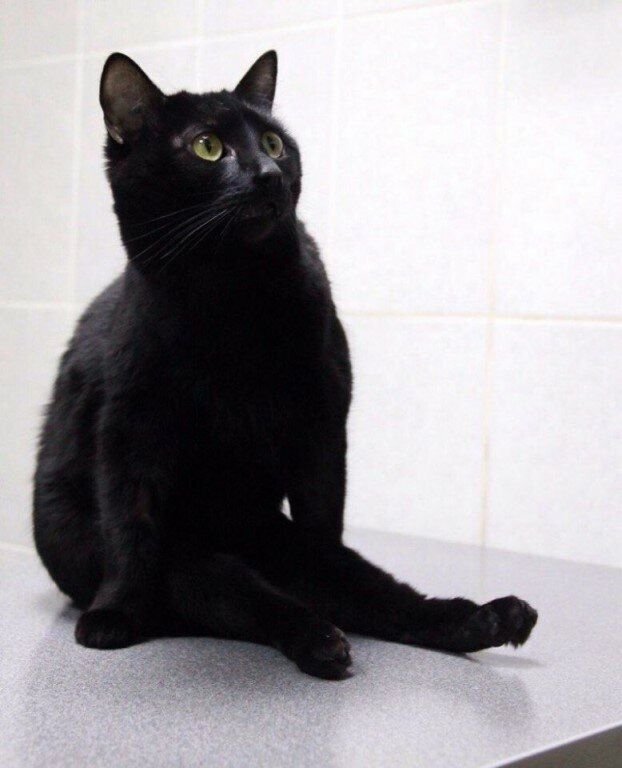 Кошка. Источник фото: https: //ok.ru/group52481101987970/topic/153313906213762