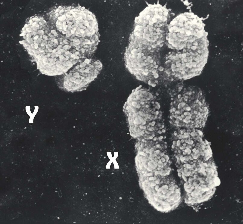 Половые хромосомы