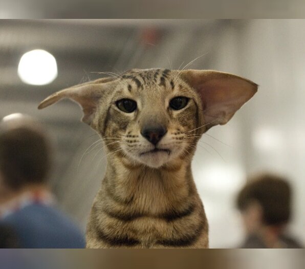 Типичный орик