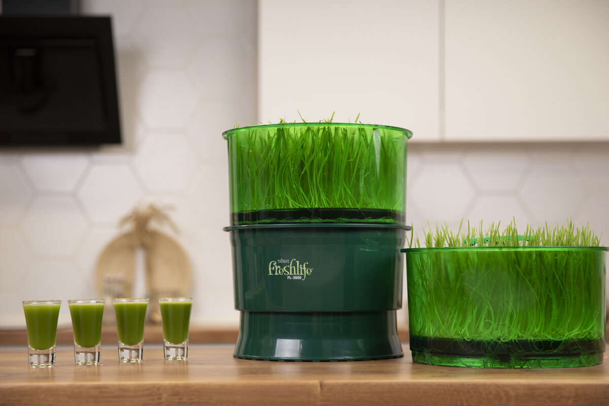 Из проростков также можно отжимать сок