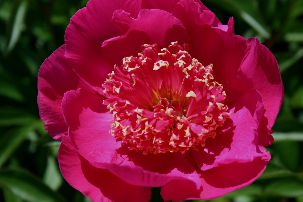 Пион древовидный шима нишики. Пион канзас. Пион сорт akron. Пион дорис купер. Пион травянистый жемчужная россыпь.