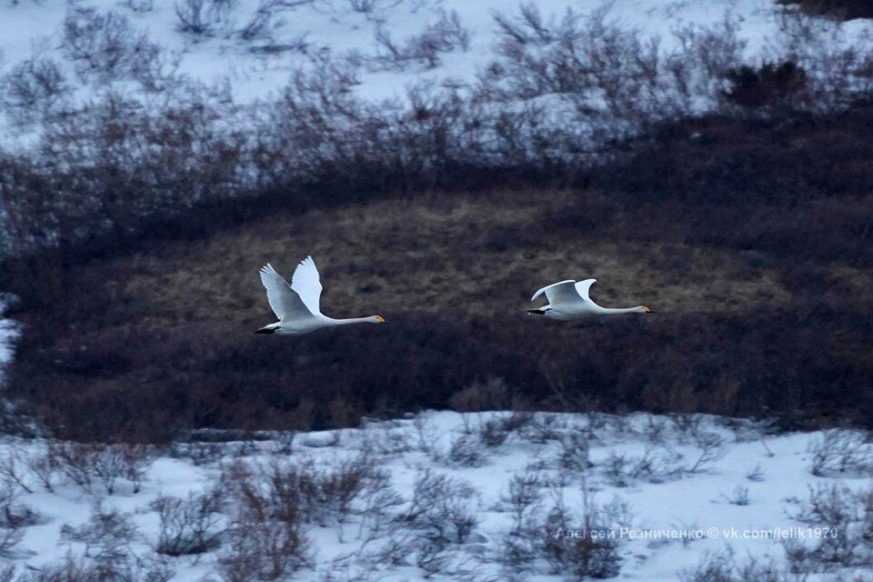     Гуси-лебеди в Воркуте. Фотограф: Алексей Резниченко