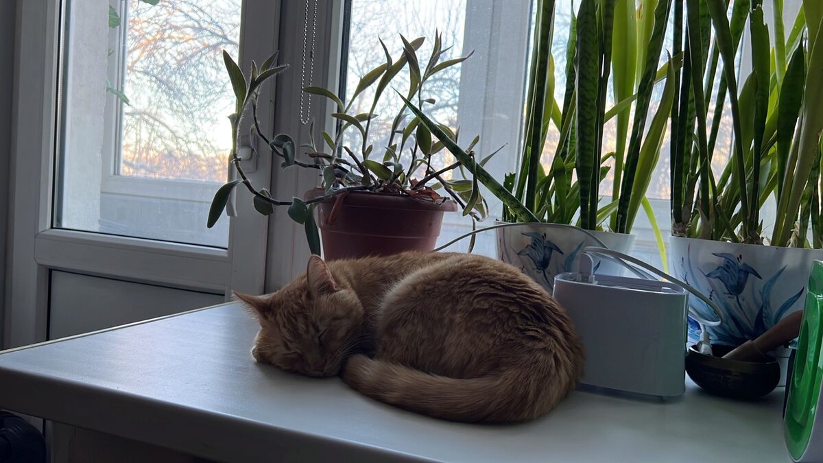 Лежит, дрыхнет, сатрап, как ни в чем не бывало...