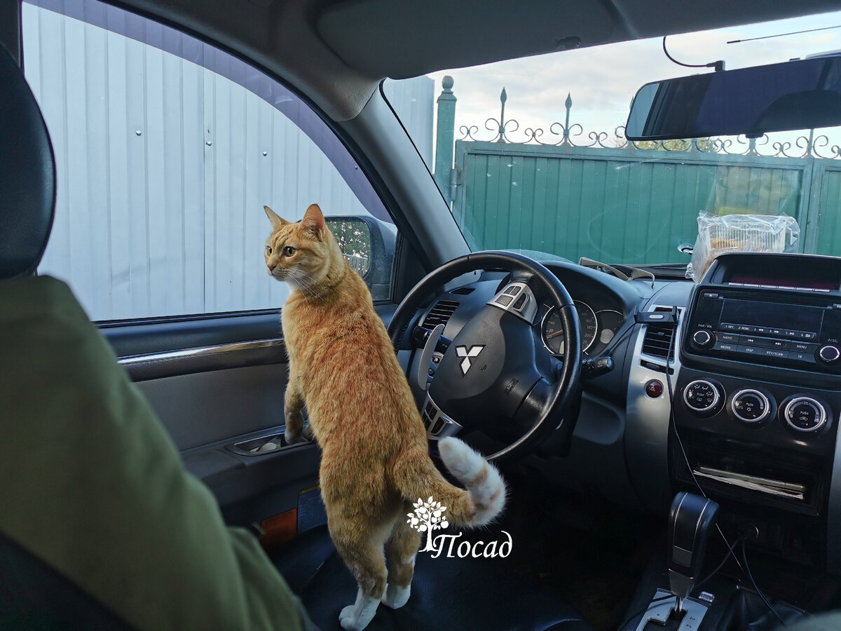 Орёл-мужчина, хоть и не трёхцветный.