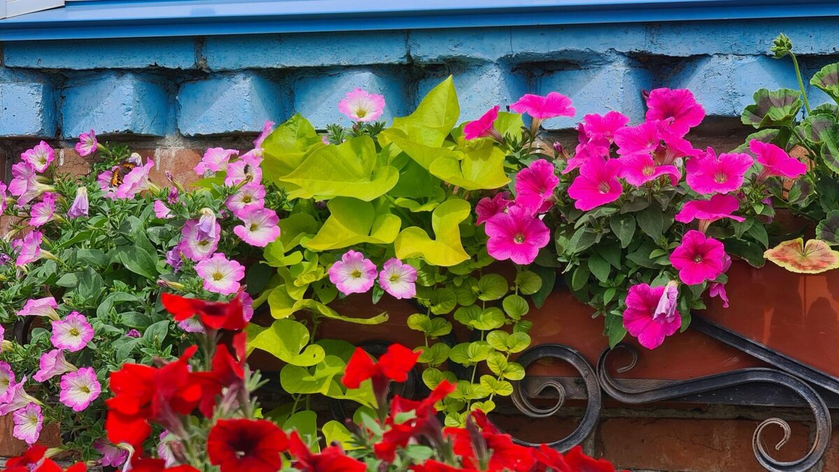 Ипомея батат с монетчатым вербейником в композиции с петуниями