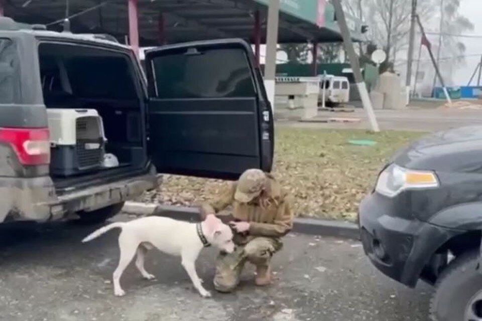     Питбуль вернулся домой. Фото: стоп-кадр видео.