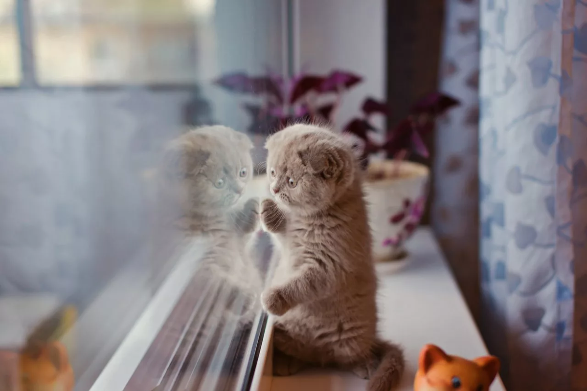 Кот скучает. Кот ждет. Котенок ждет. Котенок у окна. Киса дом
