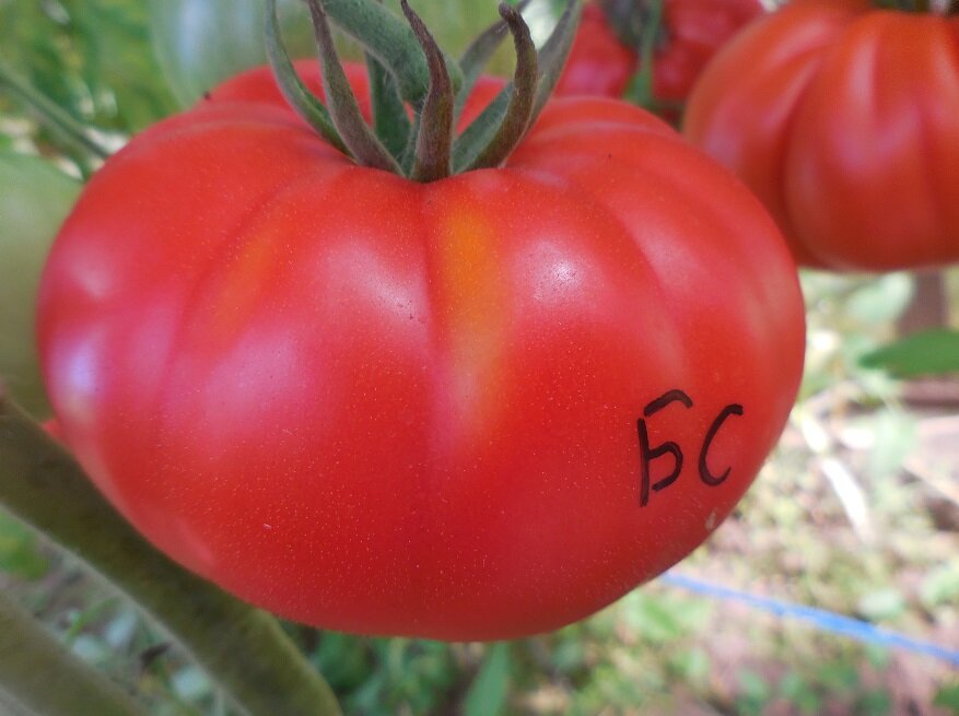 Буффалостейк, семена прислал брат из Франции