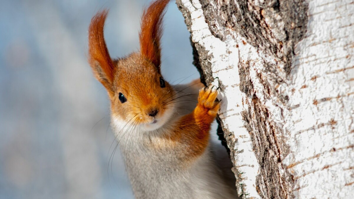     По прогнозам синоптиков примерно с середины недели в республике начнется потепление.