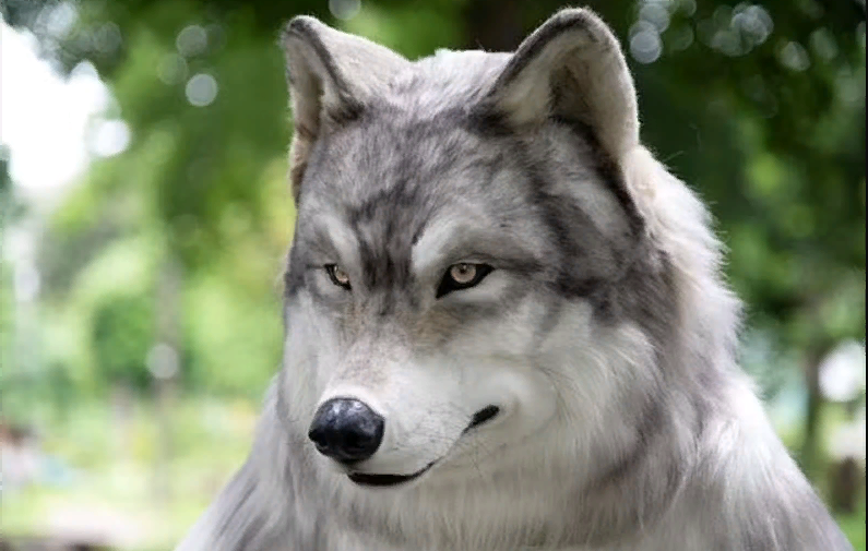 Who’s Afraid of the Big Bad Beautiful Wolf? (56 Pics) Beautiful wolves, Animal s