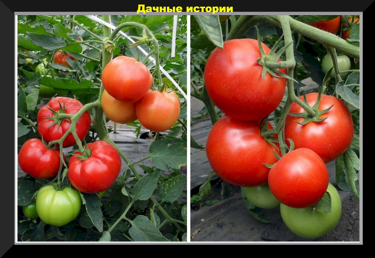 Томат звезда описание сорта фото отзывы