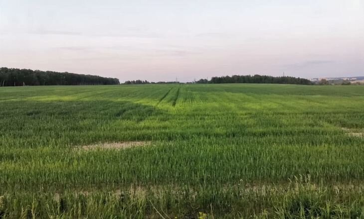    Откуда берется вредная долгоножка на полях зерновых