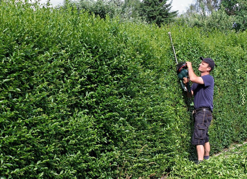 Густая трава. Пробираться через кусты. Сквозь джунгли. Человек продирается сквозь дебри. Человек в лесу.