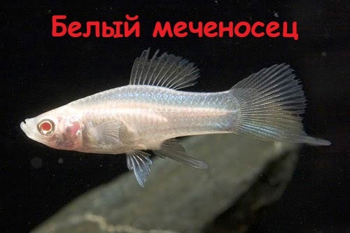 Какие Меченосцы бывают?