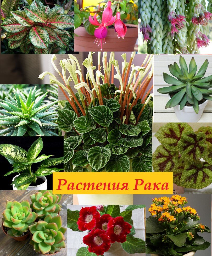 коллаж составлен мной. фото взяты с просторов интернета. 