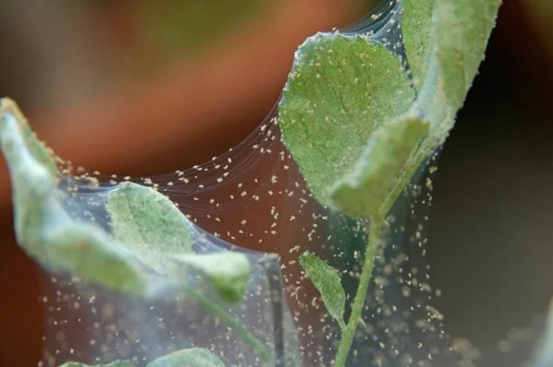 Совсем запущенный случай......