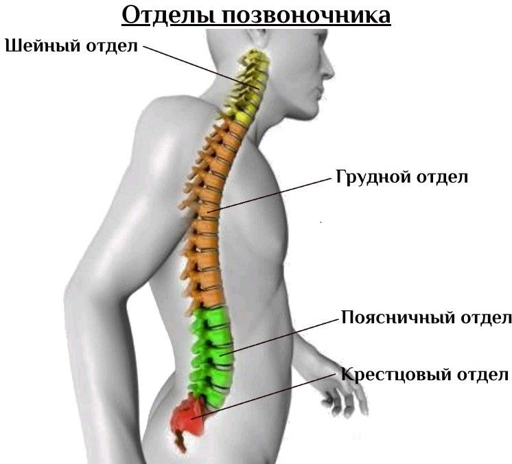 Крестцовый отдел позвоночника картинки. Пояснично-крестцовый отдел позвоночника. шейный грудной поясничный крестцовый отдел позвоночника. 5 позвонок поясничного отдела. 2-3 позвонок грудного отдела.