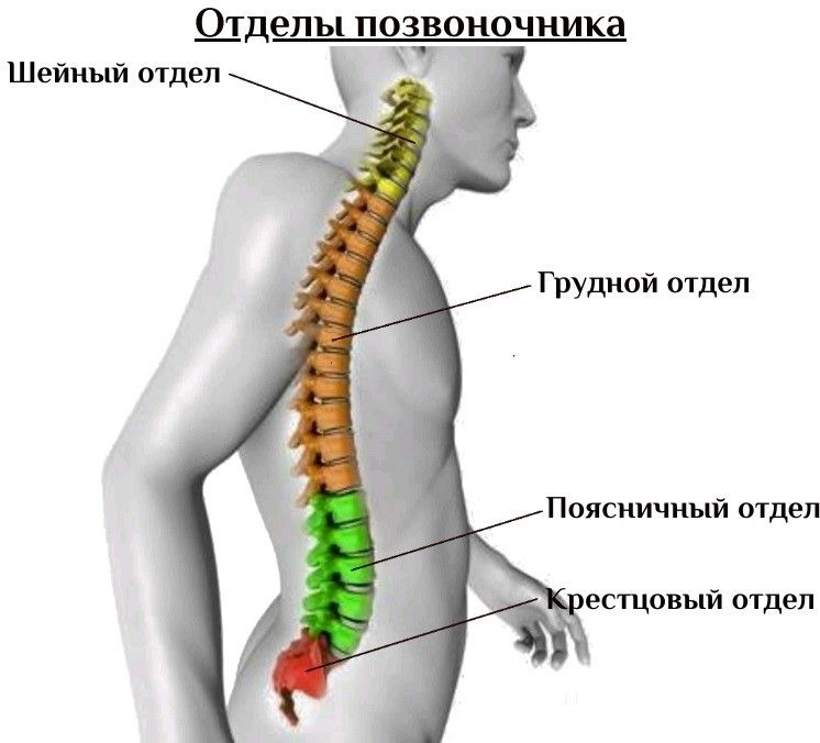 Позвон. Пояснично-крестцовый отдел позвоночника. Шейный грудной поясничный крестцовый отдел позвоночника. Строение поясничного отдела позвоночника. Позвонки пояснично крестцового отдела.