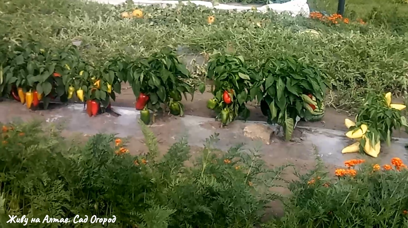фото из личного архива