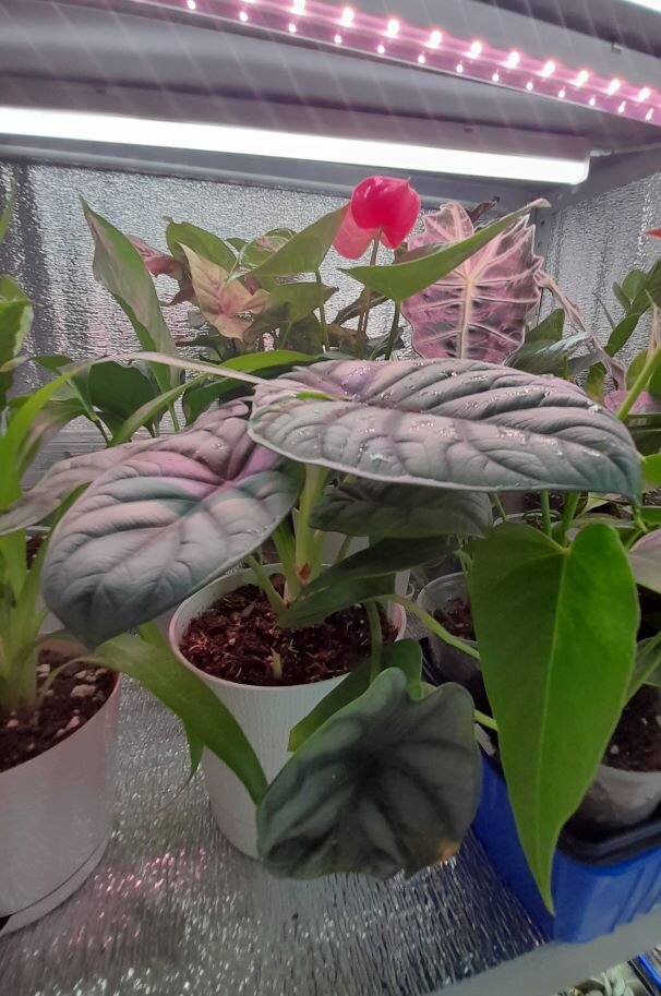  личная коллекция - алоказия "Silver Dragon" , январь 2023 г.