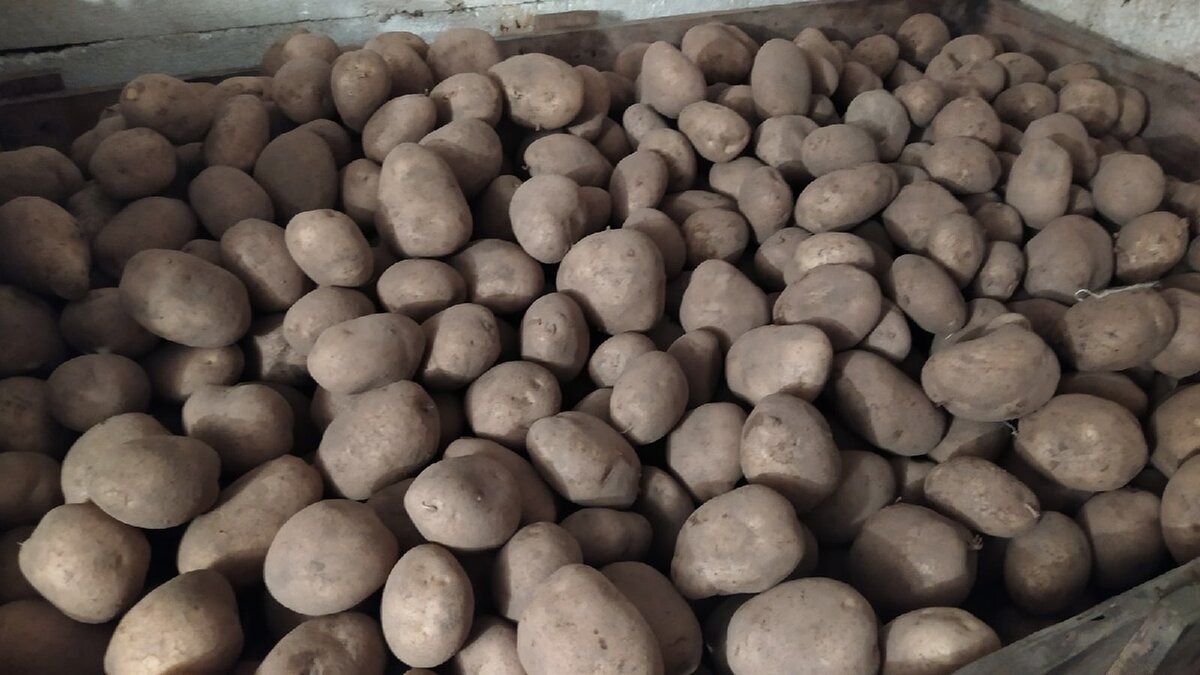 Почему картофель зеленеет: причины и способы предотвращения