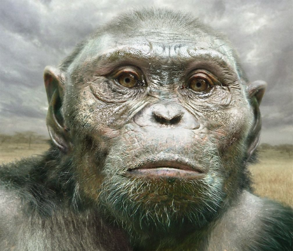 Австралопитек афарскский. Австралопитек Эфиопский. Australopithecus Afarensis (австралопитек афарский). Австралопитеки гоминид.