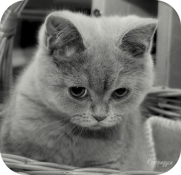 Источник: pinterest.com