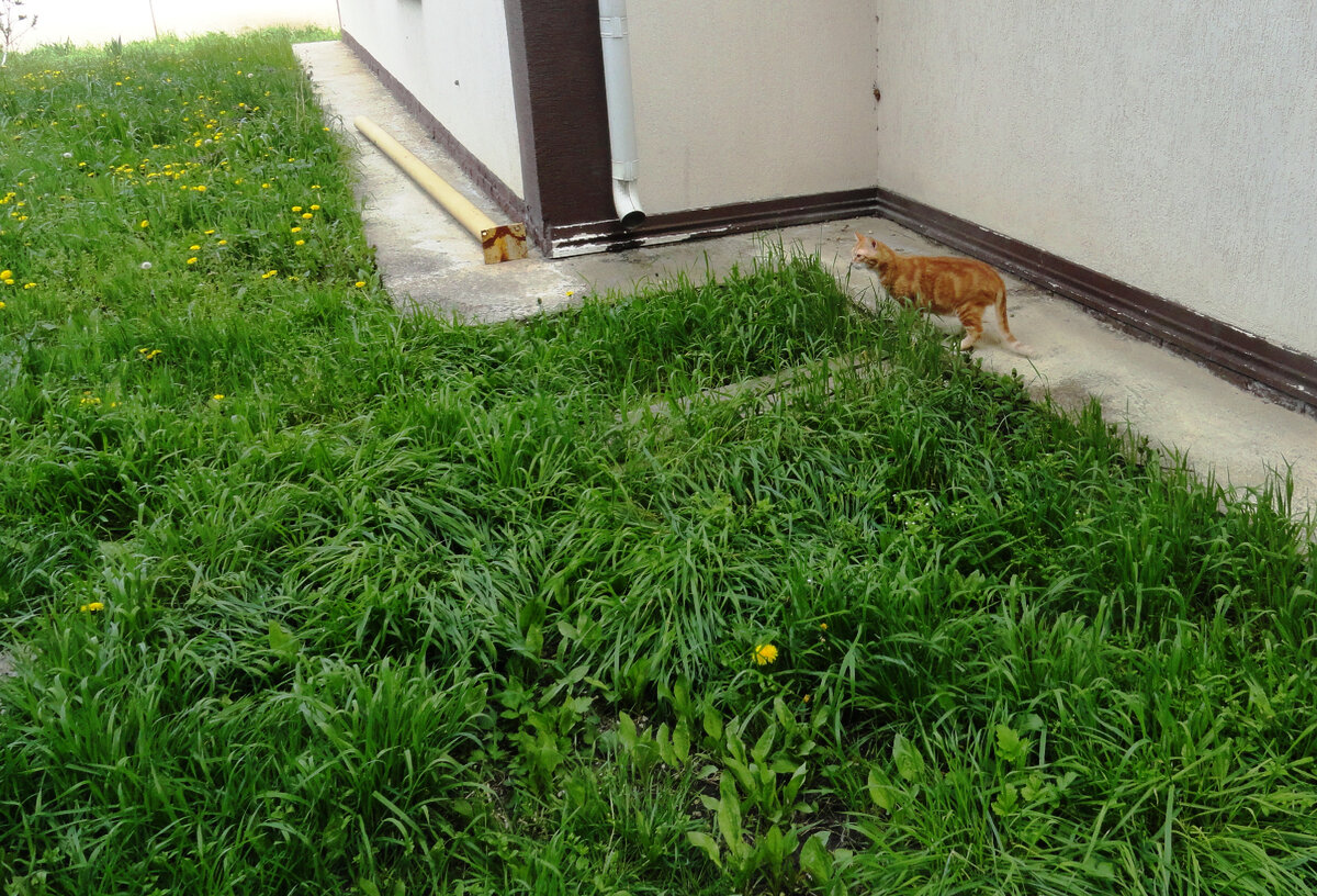 Мой любимый кот.