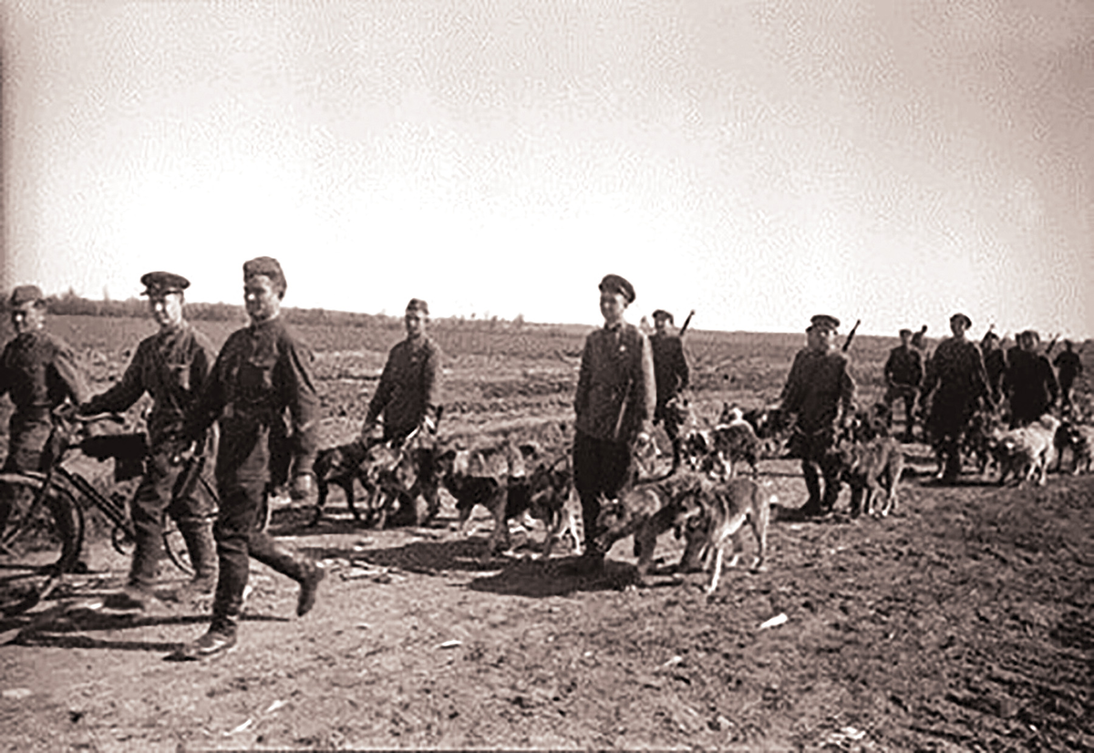 Бой пограничных собак в селе Легедзино в июле 1941